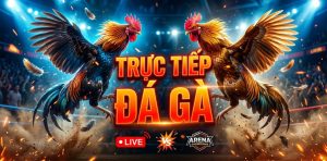 trực tiếp đá gà